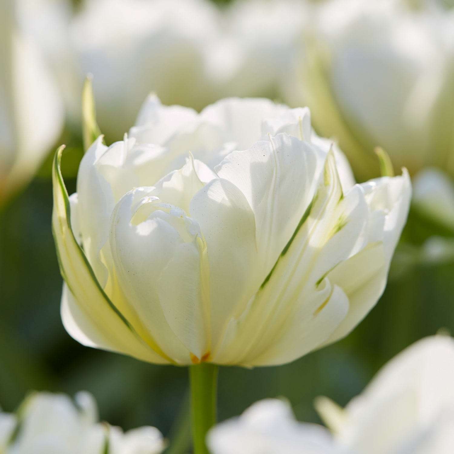 Tulpe 'White Valley' - Tulipaner